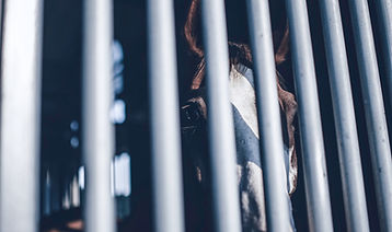 Horse in a Cage