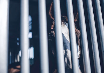 Horse in a Cage