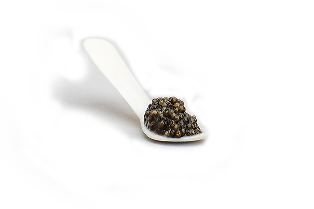 CAVIAR 1 (kopia).png
