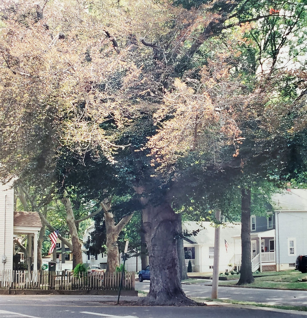 Large copper beech tree
