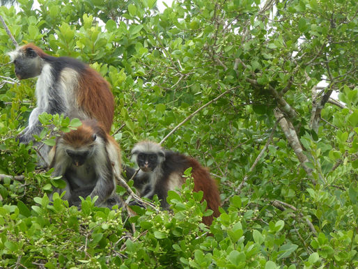 Parque Nacional de Jozani (UNESCO). Zanzíbar (Tanzania)