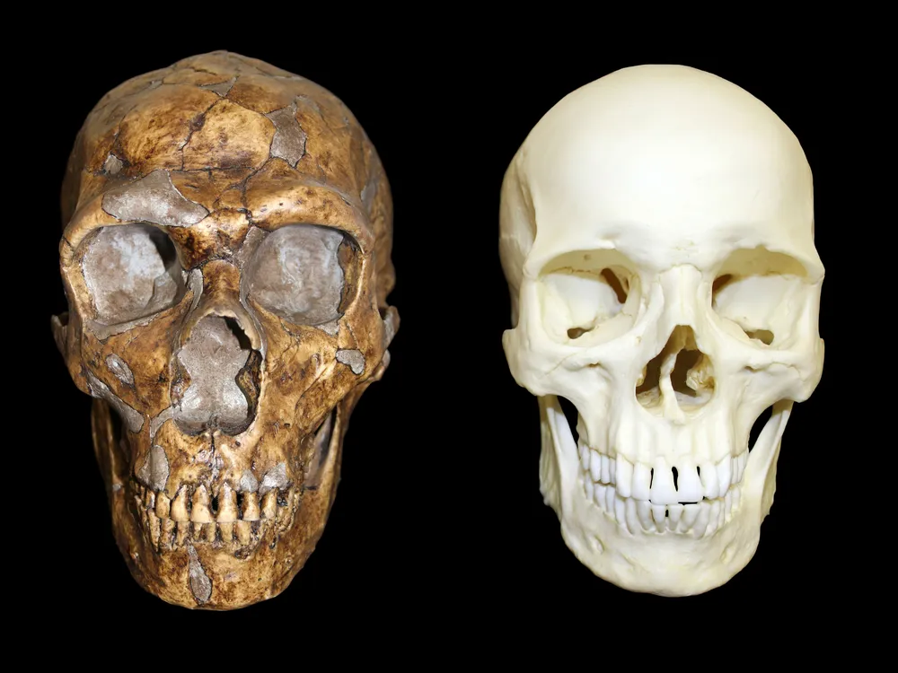 neanderthals
