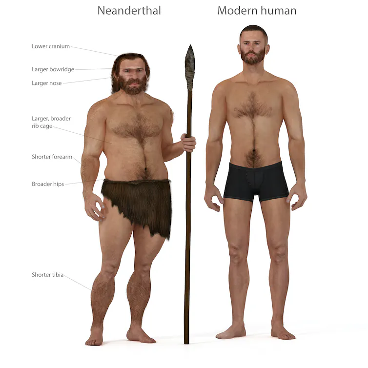 Neanderthal versus human