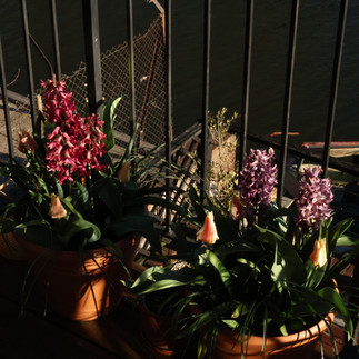 pink and purple hyacinths and yellow tulips in terracotta pot