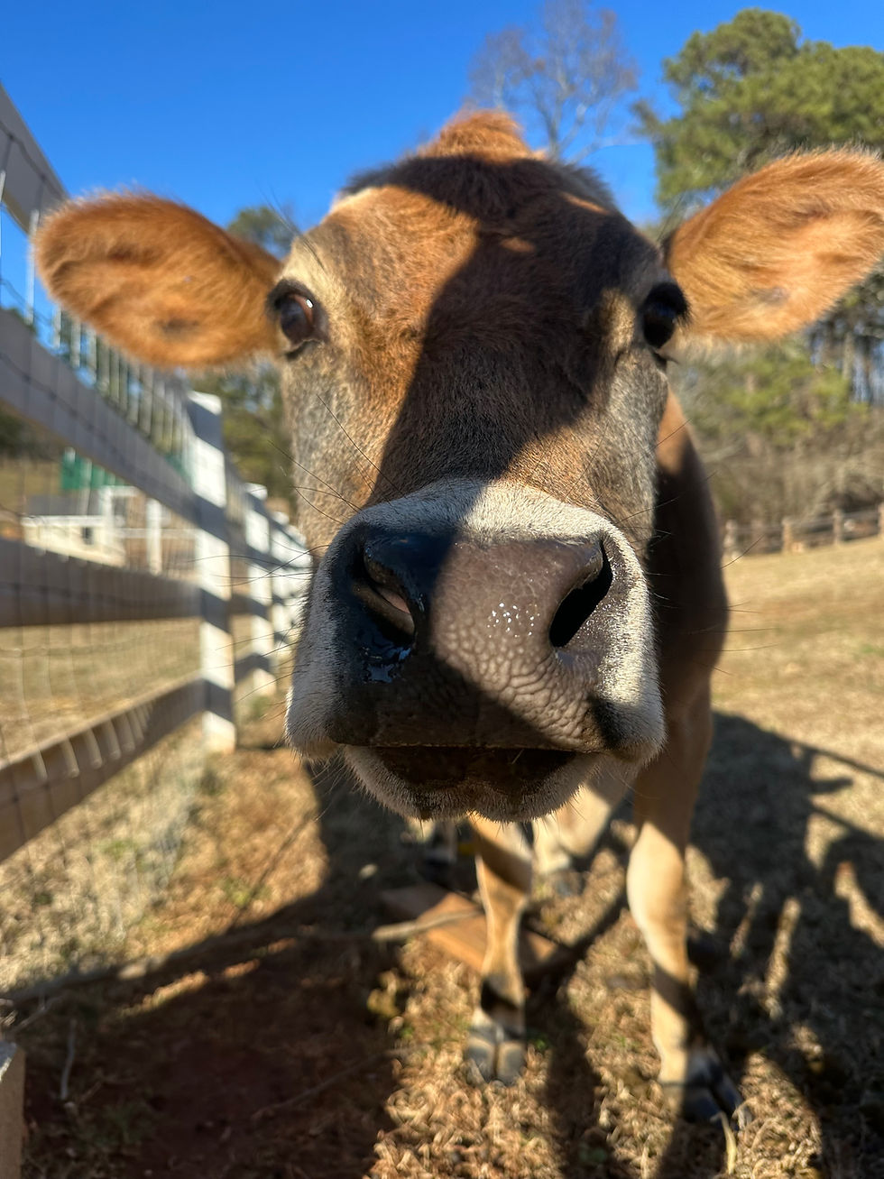 Thumbnail: Monthly Sponsor level 1