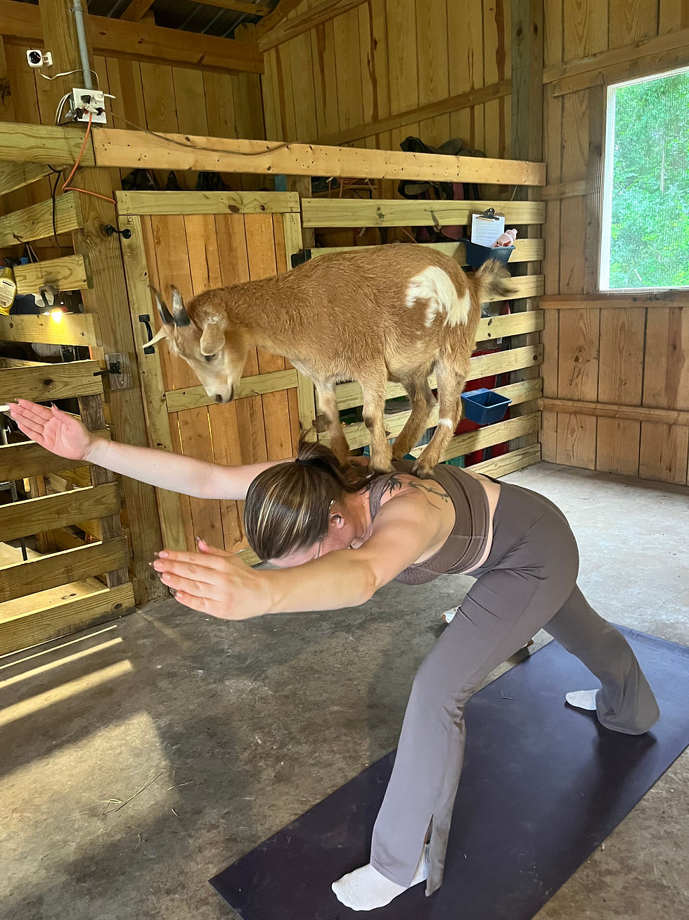 Tipsy goat yoga 