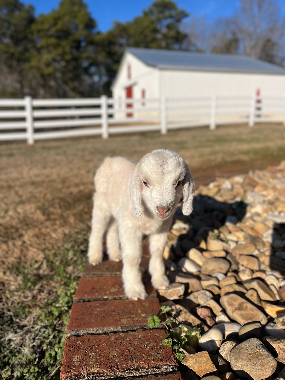 Thumbnail: Monthly Sponsor level 1