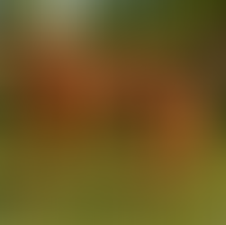 VCF Automation Network Profiles