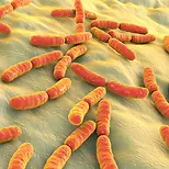 Lacticaseibacillus_rhamnosus-UTHEAL.webp