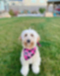 B1A42967-BC17-4221-81C2-920364DD5BD0.jpeg
