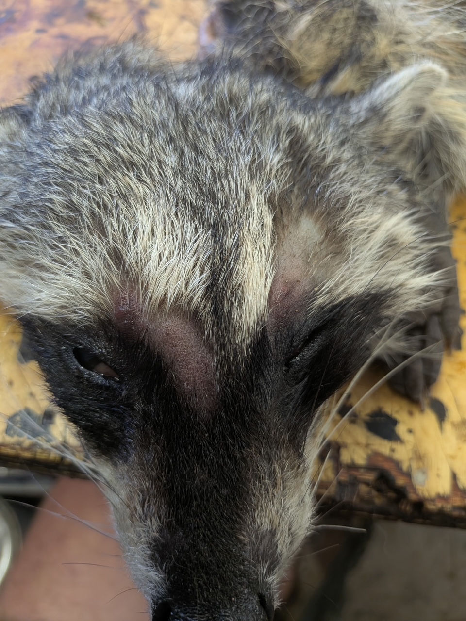 Example of hide "slippage" from bacterial decay or improper hide preservation