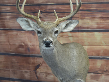 Tips from your taxidermist
