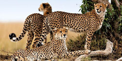 africa_Leopardsin-Kenya