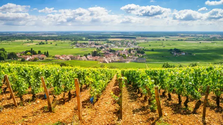 The Wine Counselor® France