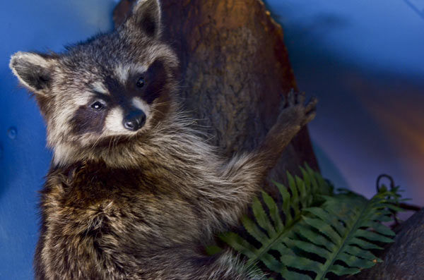 Raccoon
