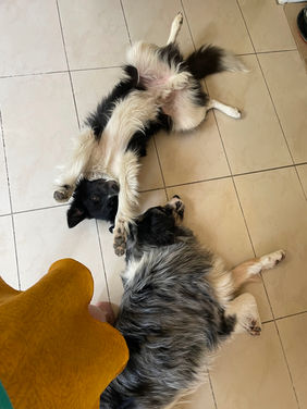 Spiky et Sydney