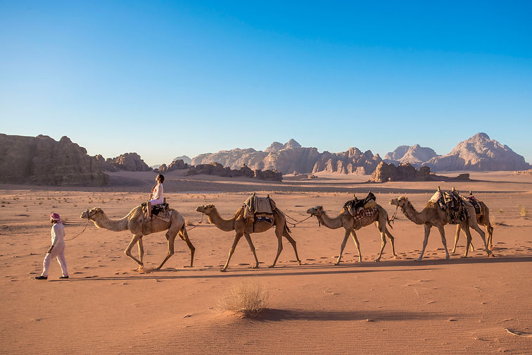 Wadi Rum Camels