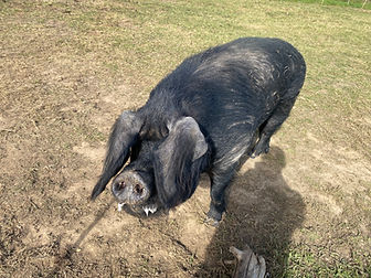 IMG_6777.jpeg