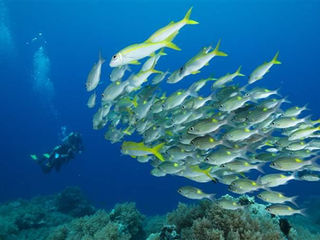 Harvesting the waves: Marine Protected Areas can shape policy and politics in South China Sea