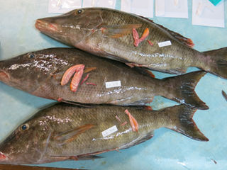 Key Palau reef fish found vulnerable during spawning
