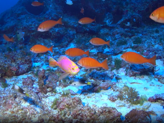 Pacific fishery council asks Trump to free up Hawaii’s newest marine sanctuary