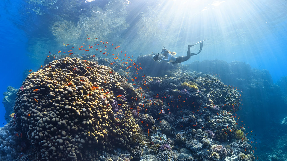 Satellite and AI study finds most marine reserves free of industrial fishing, despite enforcement fears
