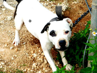 Laws for paws: Judge's ruling leads to new pet bills