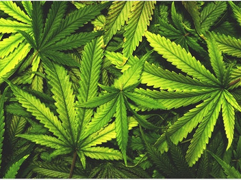 Where do they stand on recreational marijuana?