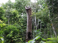 Navy ordered to provide details on potential harm to Guam's wildlife