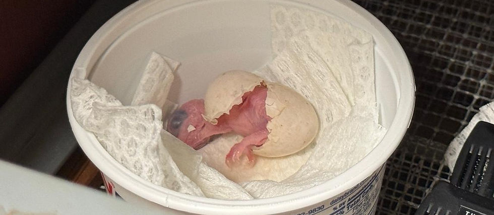 Newly hatched sihek offers hope for quick recovery of Guam's endanged bird 