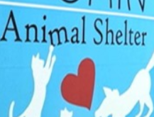 GAIN evacuates shelter; seeks storm fosters, and reminds public to protect pets