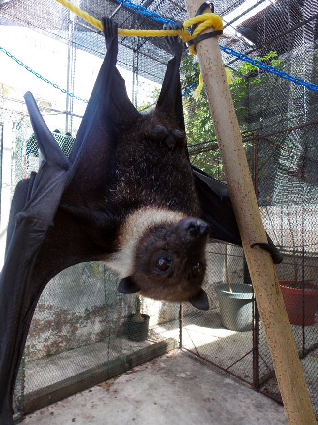 Fruit bats ‘vitally important’ to Guam’s forests