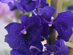 A blooming business: Guam gets a preview of Taiwan's AI-cultivated orchids