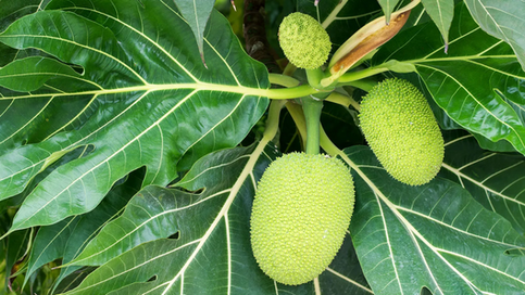  Breadfruit: The fruit that changed the Micronesian islands