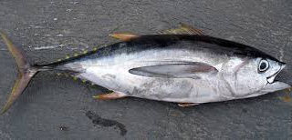 Fishery council recommends tuna catch limit for Guam, CNMI, American Samoa