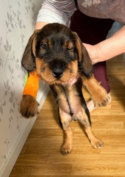 Förbaskade ormar !!