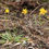 Thumbnail: Microseris sp. - Yam daisy