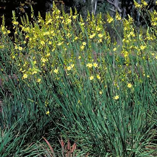 Bulbine bulbosa - Bulbine lily