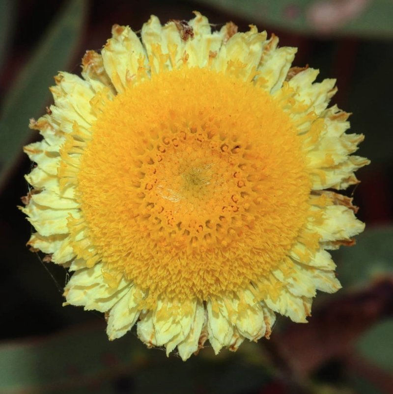 Coronidium scorpiodes - Button everlasting