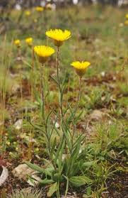 Thumbnail: Podolepis jaceoides - Showy Podolepis