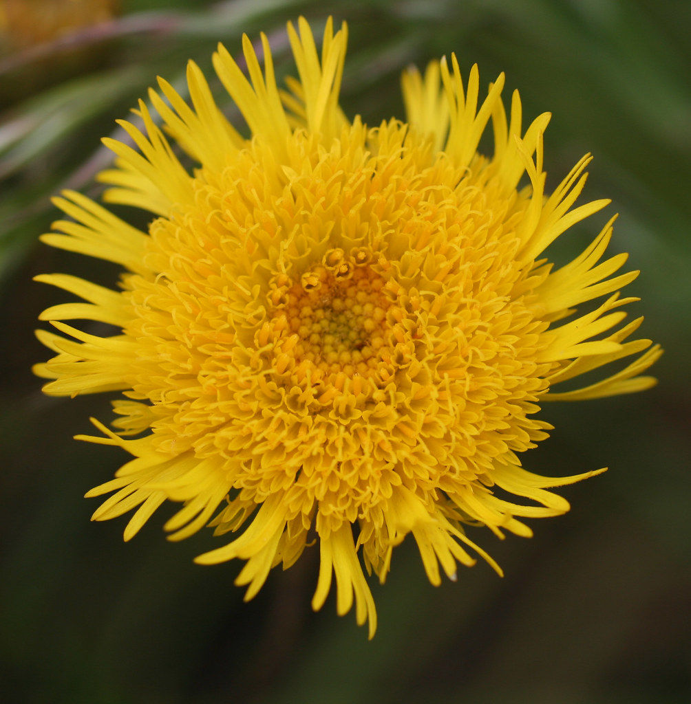 Podolepis jaceoides - Showy Podolepis