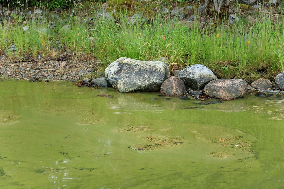 Blue green algae