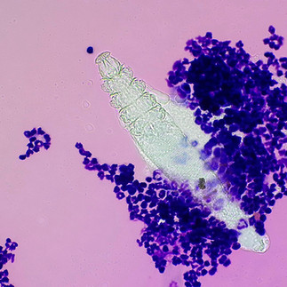 Demodex canis mite