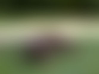 Sausage dog lying on grass