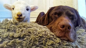 Lambing time - move over, Ella!