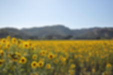 Sunflowers Pic.jpeg