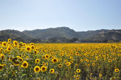 Sunflowers Pic.jpeg