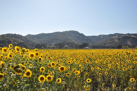Sunflowers Pic.jpeg