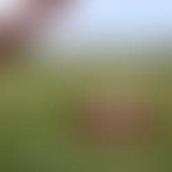 Cricket this week…