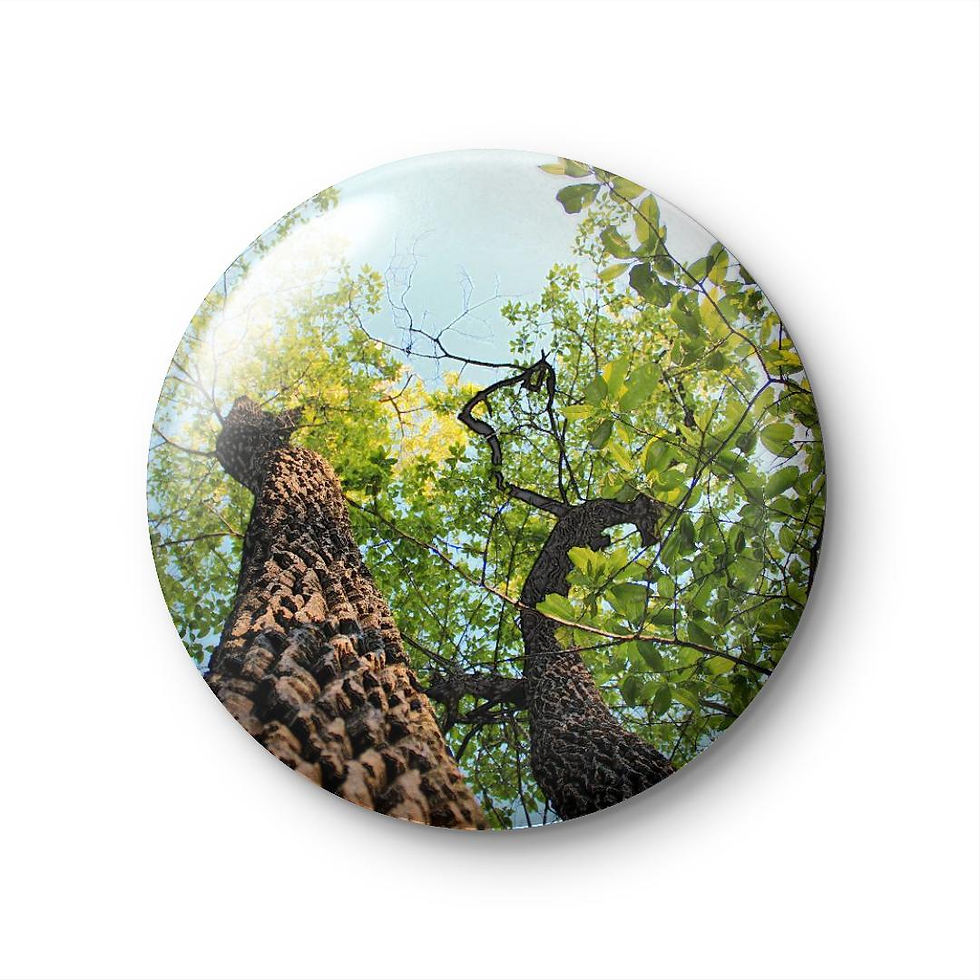 "Sunlight Poured In"